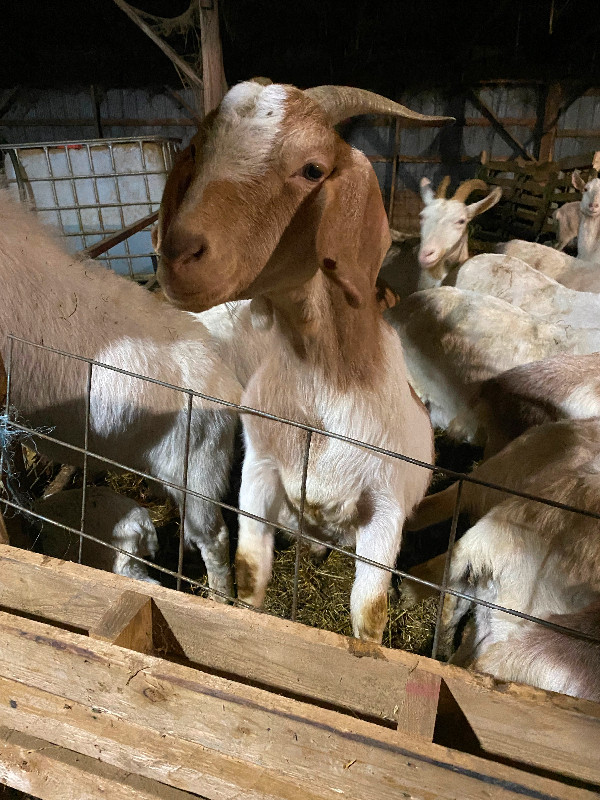 Meat goat herd in Livestock in Sarnia - Image 3
