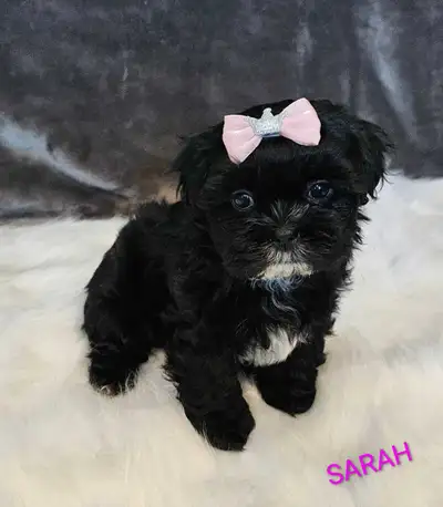 Shih tzu puppies and one kitten looking for their forever home, View more