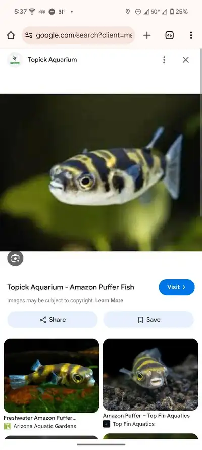 Adult Amazon puffer fish, View more