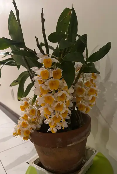 A blooming Dendrobium thyrsiflorum, View more
