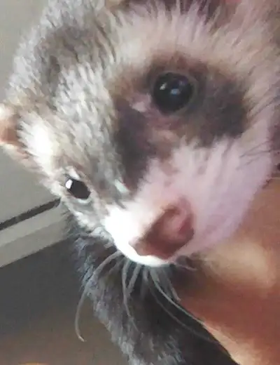 WANTED FERRET, View more