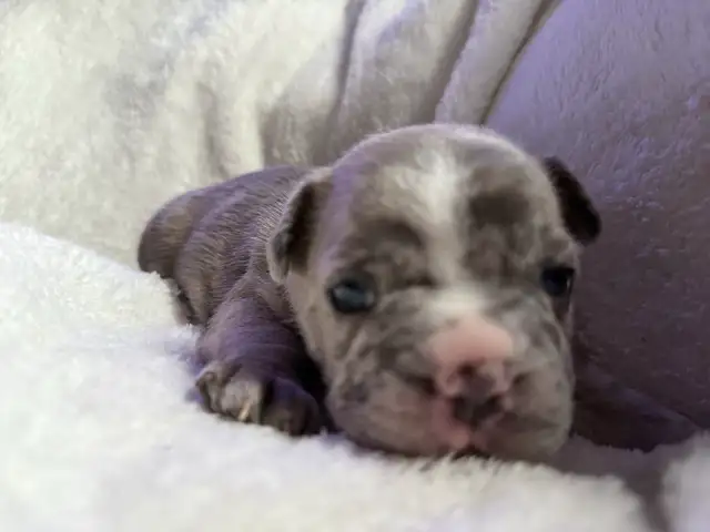 French bulldog pups for sale in Dogs & Puppies for Rehoming in Mississauga / Peel Region - Image 2