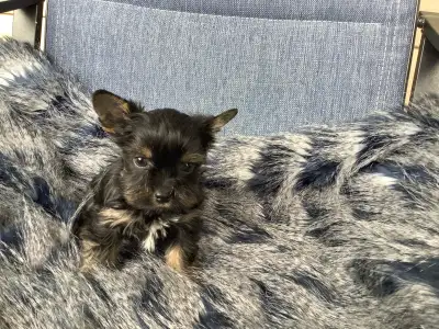 We have yorkshire BIEWER puppies and black and tan puppies D.O.B. APRIL/24/2025 FEMALE and MALE avai...