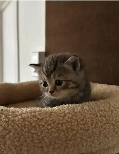 British Shorthair kitten, View more