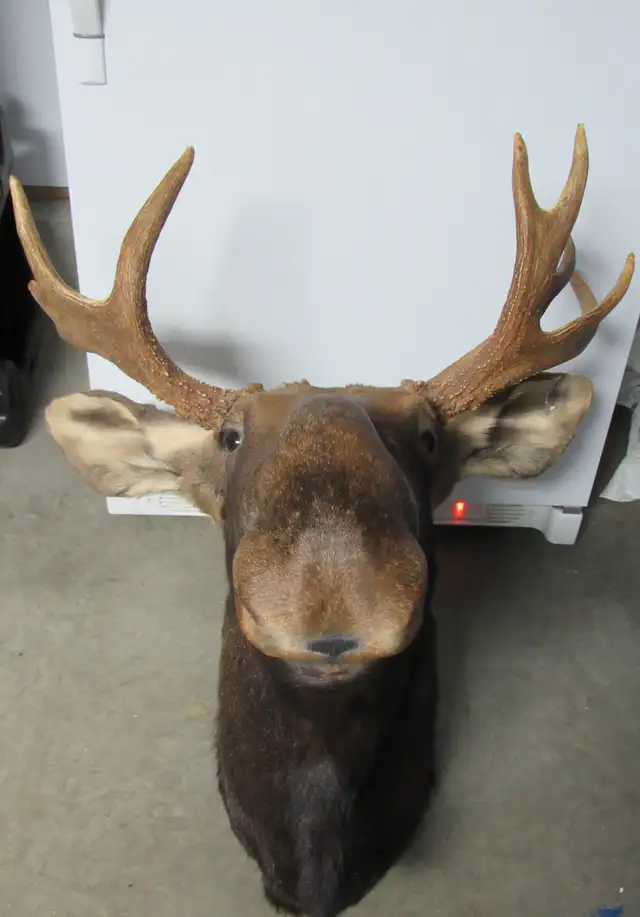 moose head
