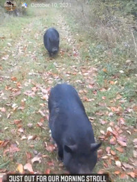 Bonded pair of pot belly pigs