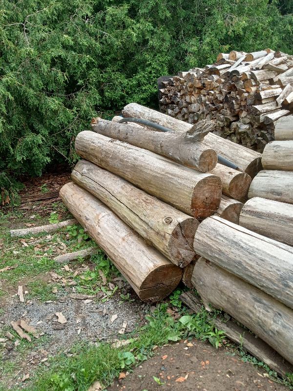 Clean Poplar Logs (firewood) in Plants, Fertilizer & Soil in Hamilton - Image 2