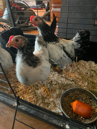 Sarama Roosters