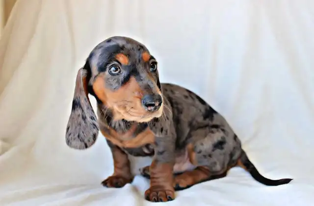 Miniature Dachshund puppy male in Dogs & Puppies for Rehoming in Calgary - Image 6