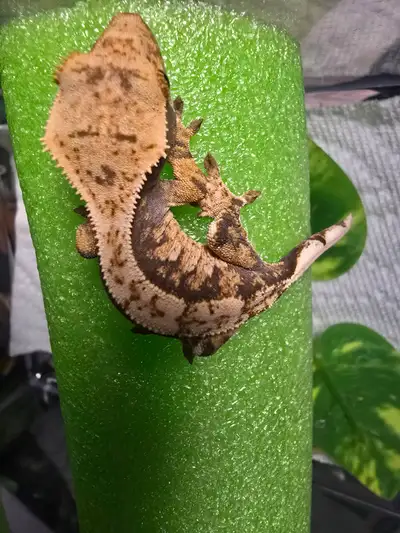 All eating great on various crested gecko diets. $70 each. Sorry no shipping. All 3 to 5 months old.