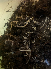 White worms live fish food