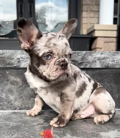 French Bulldog Male, View more