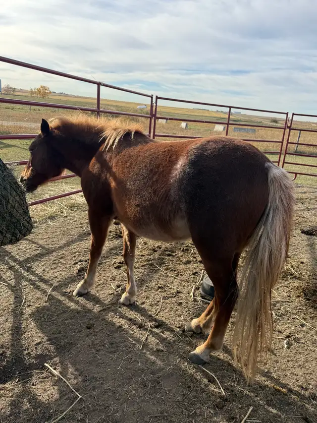 2 Year Old Pony Mare