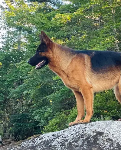 CKC Registered German Shepherds, View more