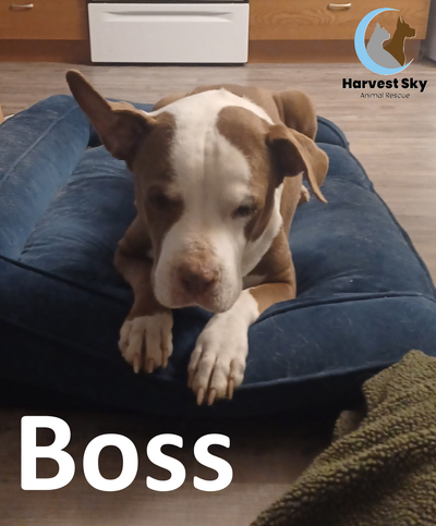 HARVEST SKY ANIMAL RESCUE - 1 ADOPTABLE DOG!!!!!!!!!!!!!, View more