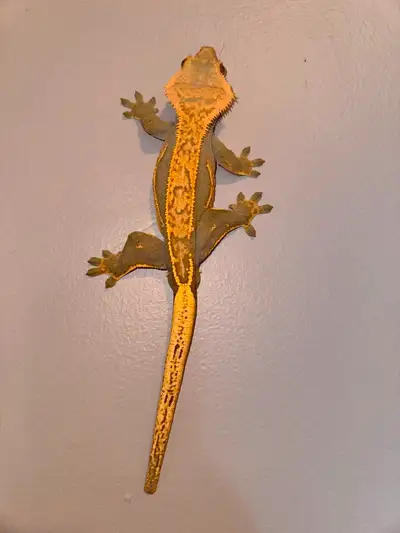 Crested gecko with enclosure,24x17.5 - 275$, View more
