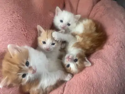 Kittens for rehoming (July 22), View more