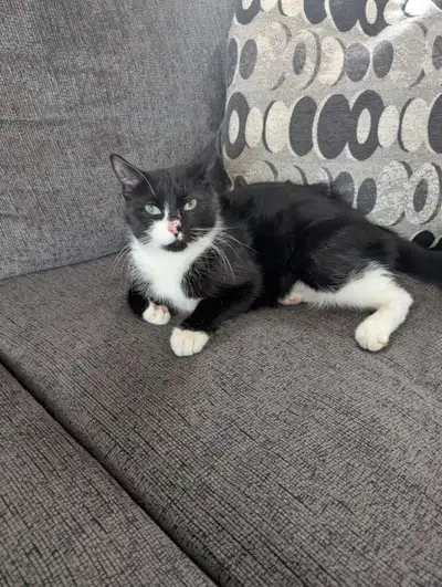 beautiful cats, View more