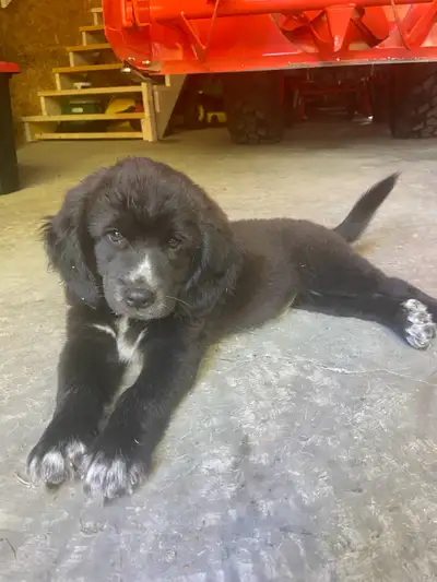 Chiots Beagle collie magnifique !!, View more