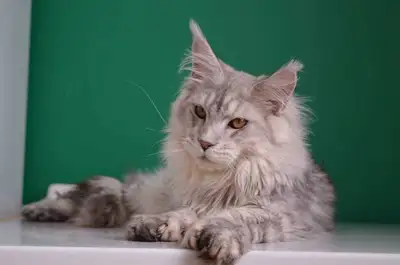 These adorable Maine Coon kittens are looking for their forever homes! These playful and fluffy kitt...