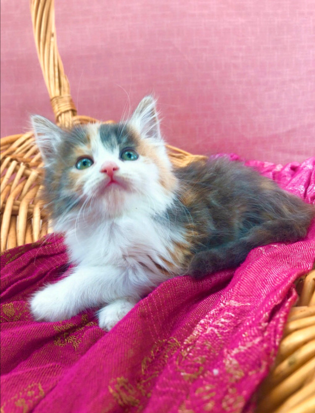 Dilute Calico Maine Coon Kitten – A Gentle, Rare Beauty Ready fo in Cats & Kittens for Rehoming in Sarnia