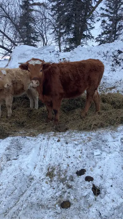 steer and heifer, View more