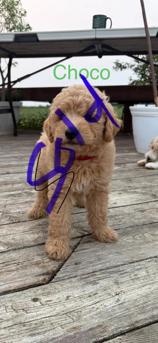 Mini Goldendoodle (ready to go) in Dogs & Puppies for Rehoming in Leamington - Image 7
