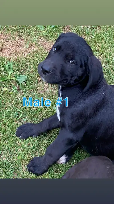 Labrador Puppies ready for forever homes!, View more