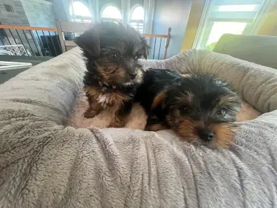 Bonjour Nos Yorkshire Terrier Pepper et Taco ont eu trois bébés en pleine santé. Un mâle (1000$) et...