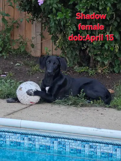 2 German short hair pointer mixed with husky shepherd puppies, View more