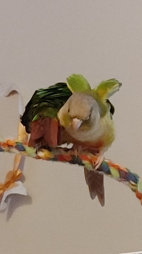 Bonded Pair of  gorgeous conure parrot bird as pet for adoption