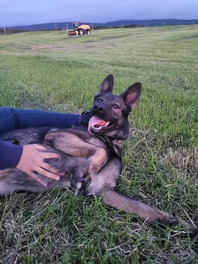 Female Sable german shepherd, View more