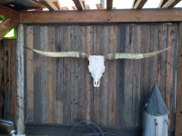 Extremely  large  texas longhorn  skull mount