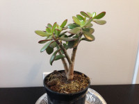 (#4) JADE Plant healthy growth home decor gift giving 34cm x 22c