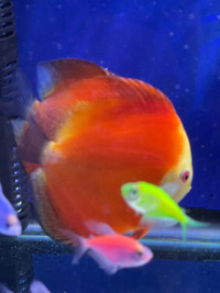 FS: Large Grade "A" Discus, Community Fish and African Cichlids