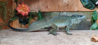 Sailfin Dragon