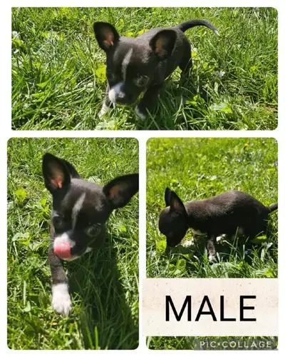 I have adorable Chihuahua puppies that are ready now! These little bundles of joy are full of energy...