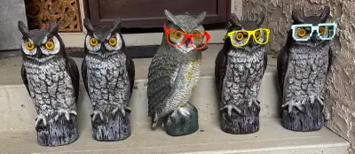 Plastic yard owls, View more