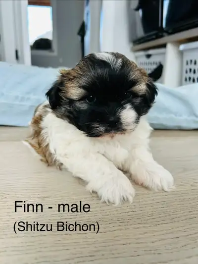 Shihtzu Bichon boys, View more