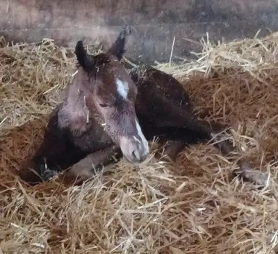 2026 Filly Born March 20. Aqha application available Kentuckyderbydreamer x High Style Cat Should ma...