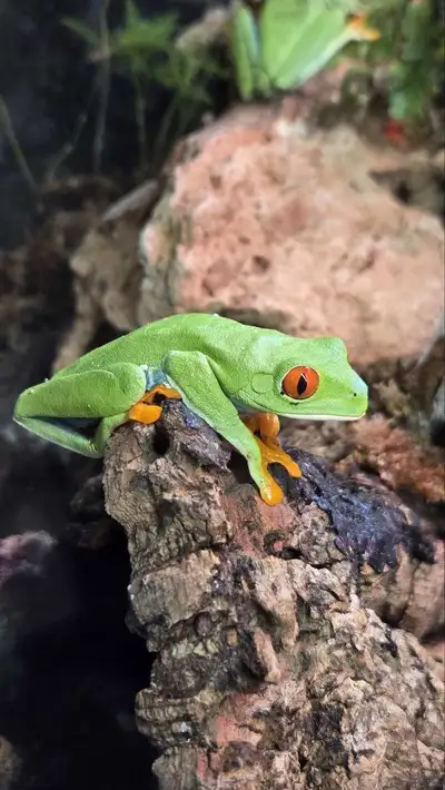 Possible Female Red Eyed Tree Frog, View more
