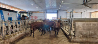 Shorthorn cows for sale