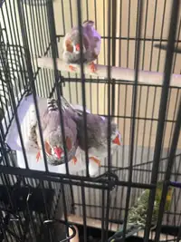 Zebra finches for rehoming