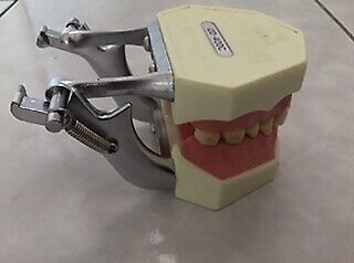 Educational Dental Study model for sale. in Health & Special Needs in City of Toronto - Image 3