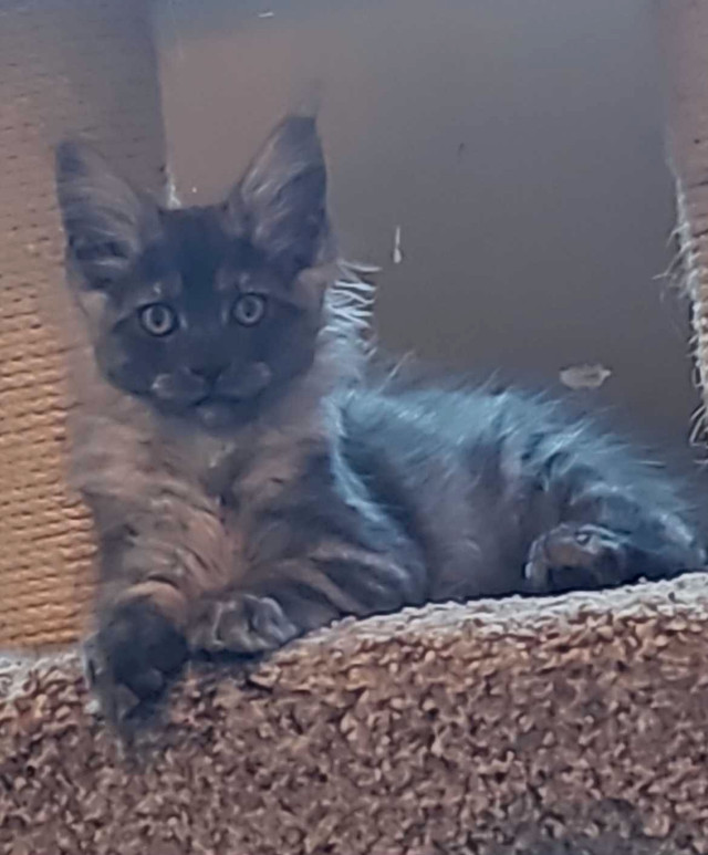 TICA Registered European Maine Coon Kittens in Cats & Kittens for Rehoming in Tricities/Pitt/Maple - Image 2