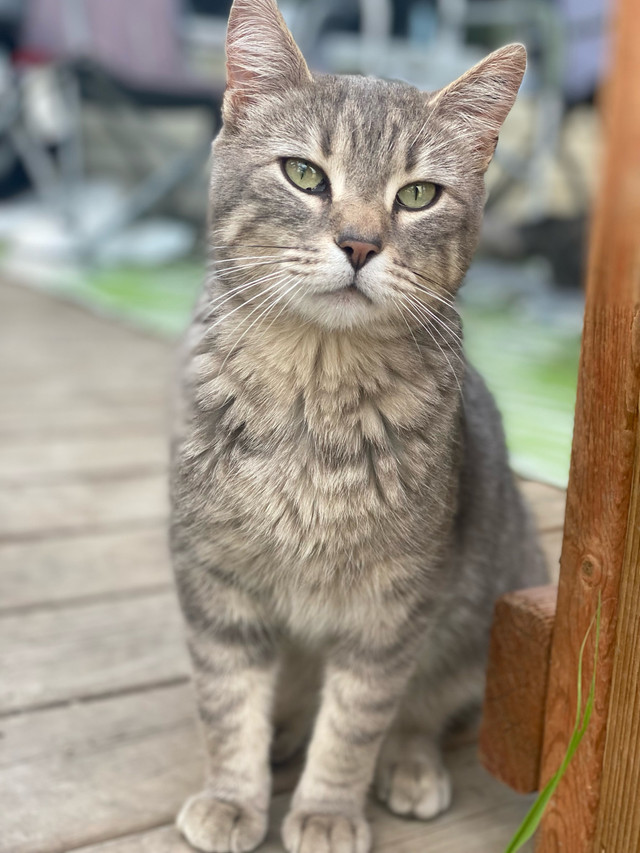 Zhenya needs a HOME in Cats & Kittens for Rehoming in Saskatoon - Image 3