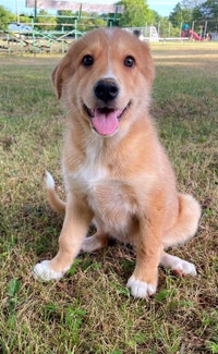 Husky / Labrador Puppies ready to be rehomed!