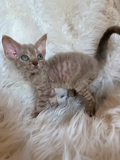 Devon rex  pure race enregistré TICA, View more