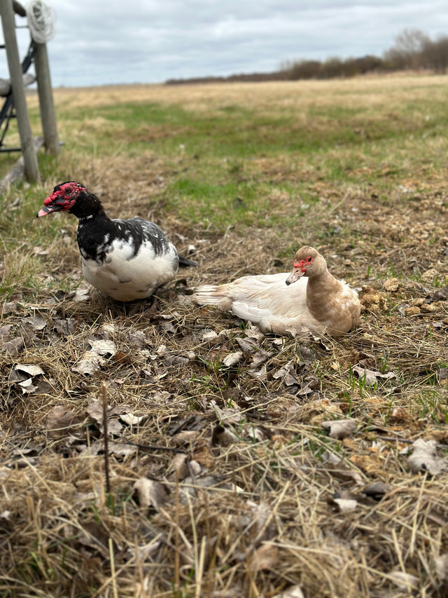 Muscovy hatching eggs | Birds for Rehoming | Winnipeg | Kijiji