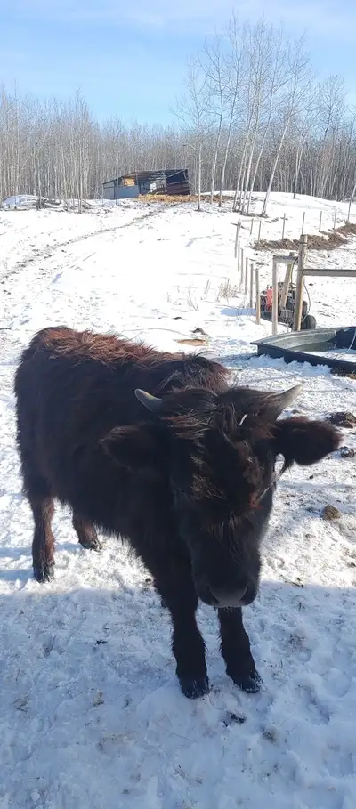 T-Bone. Zero injections. Entirely natural, grass fed, finish how you want. Yearling Dexter highland...